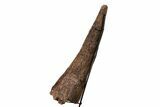 Fossil Triceratops Brow Horn - Montana #206508-5